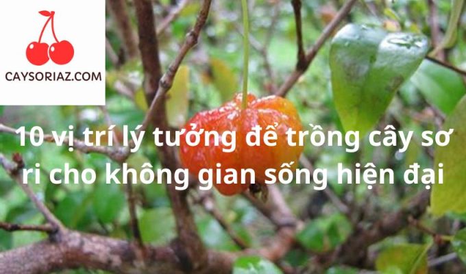 10 vị trí lý tưởng để trồng cây sơ ri cho không gian sống hiện đại