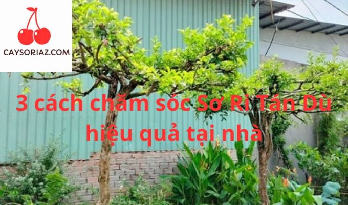 3 cách chăm sóc Sơ Ri Tán Dù hiệu quả tại nhà