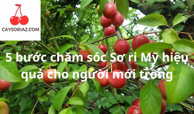 5 bước chăm sóc Sơ ri Mỹ hiệu quả cho người mới trồng