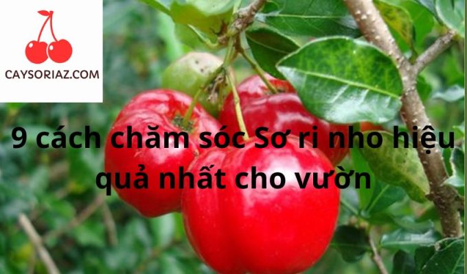 9 cách chăm sóc Sơ ri nho hiệu quả nhất cho vườn