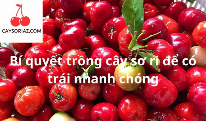 Bí quyết trồng cây sơ ri để có trái nhanh chóng