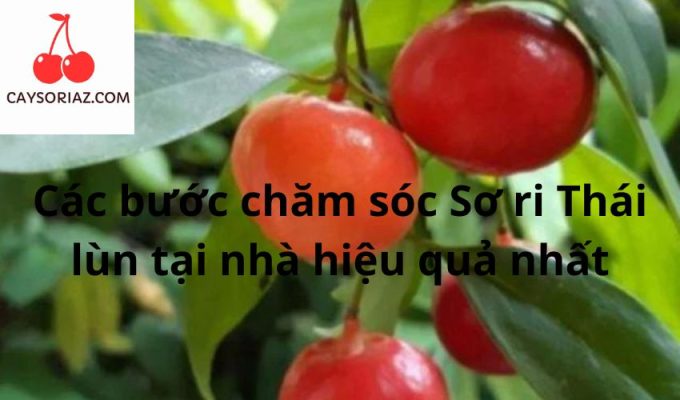 Các bước chăm sóc Sơ ri Thái lùn tại nhà hiệu quả nhất