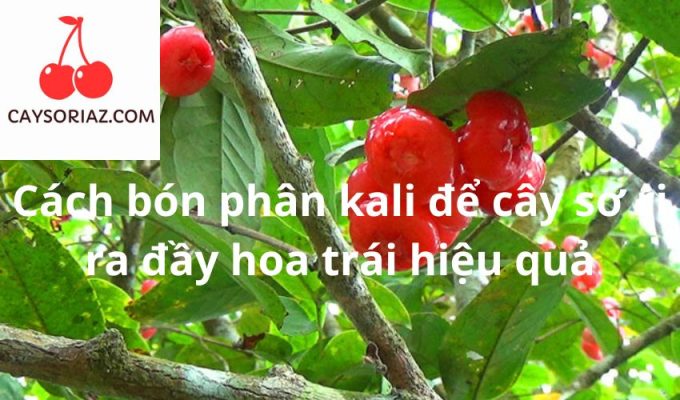 Cách bón phân kali để cây sơ ri ra đầy hoa trái hiệu quả