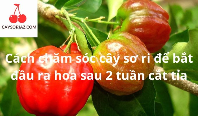 Cách chăm sóc cây sơ ri để bắt đầu ra hoa sau 2 tuần cắt tỉa