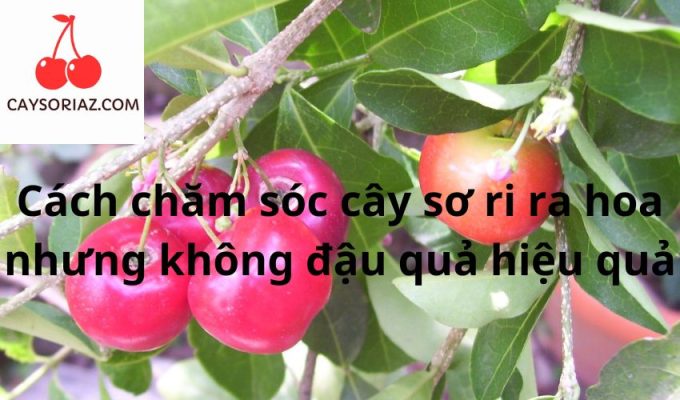 Cách chăm sóc cây sơ ri ra hoa nhưng không đậu quả hiệu quả