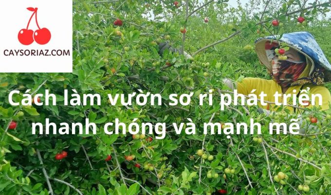 Cách làm vườn sơ ri phát triển nhanh chóng và mạnh mẽ