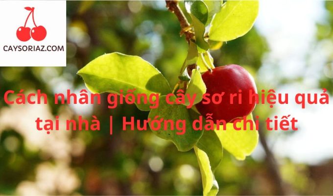 Cách nhân giống cây sơ ri hiệu quả tại nhà | Hướng dẫn chi tiết