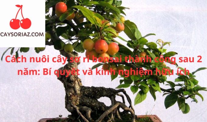 Cách nuôi cây sơ ri bonsai thành công sau 2 năm: Bí quyết và kinh nghiệm hữu ích