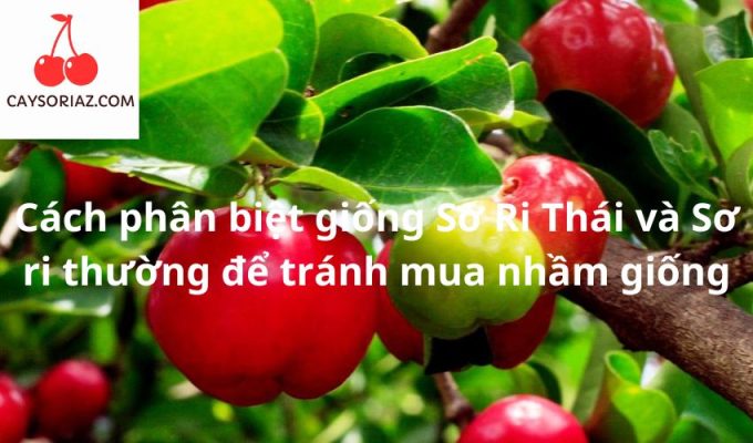 Cách phân biệt giống Sơ Ri Thái và Sơ ri thường để tránh mua nhầm giống