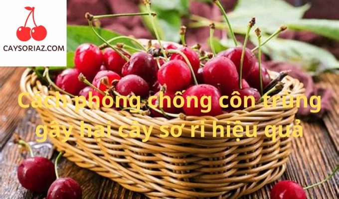 Cách phòng chống côn trùng gây hại cây sơ ri hiệu quả