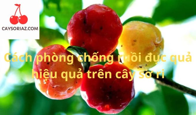 Cách phòng chống ruồi đục quả hiệu quả trên cây sơ ri