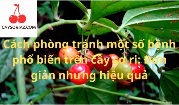 Cách phòng tránh một số bệnh phổ biến trên cây sơ ri: Đơn giản nhưng hiệu quả