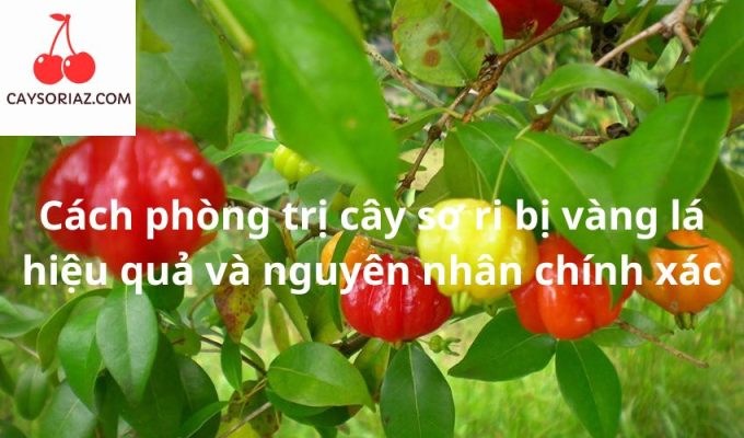 Cách phòng trị cây sơ ri bị vàng lá hiệu quả và nguyên nhân chính xác