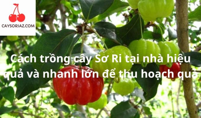 Cách trồng cây Sơ Ri tại nhà hiệu quả và nhanh lớn để thu hoạch quả