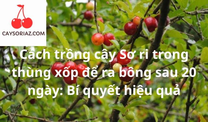 Cách trồng cây Sơ ri trong thùng xốp để ra bông sau 20 ngày: Bí quyết hiệu quả