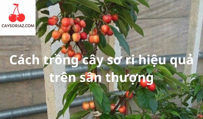 Cách trồng cây sơ ri hiệu quả trên sân thượng