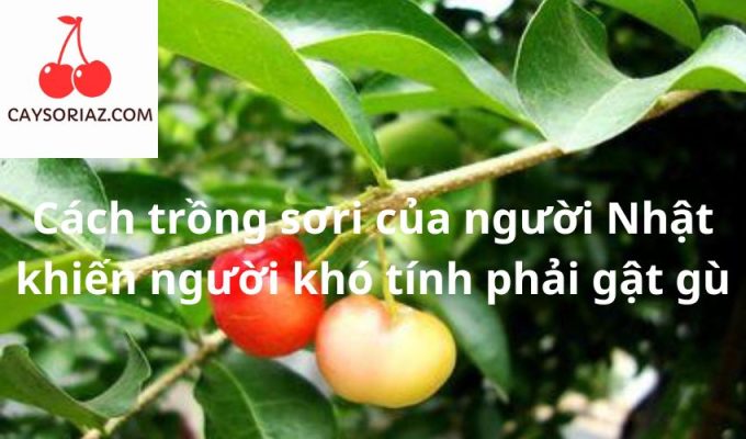 Cách trồng sơri của người Nhật khiến người khó tính phải gật gù