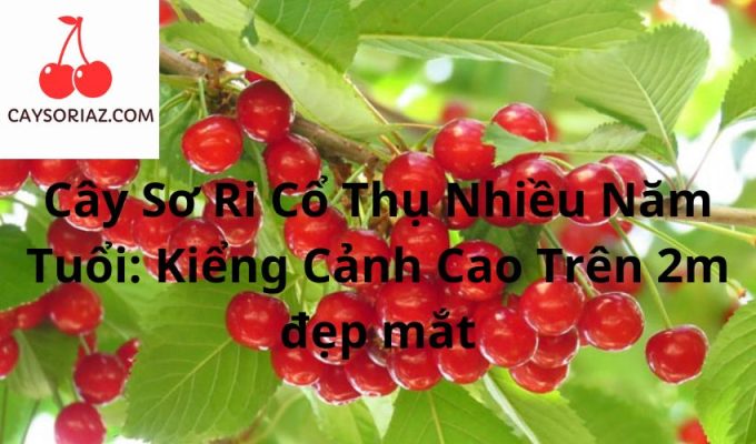 Cây Sơ Ri Cổ Thụ Nhiều Năm Tuổi: Kiểng Cảnh Cao Trên 2m đẹp mắt