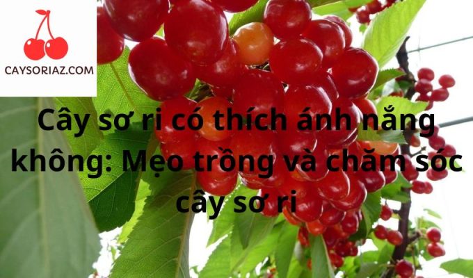 Cây sơ ri có thích ánh nắng không: Mẹo trồng và chăm sóc cây sơ ri