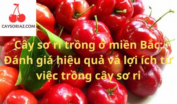 Cây sơ ri trồng ở miền Bắc: Đánh giá hiệu quả và lợi ích từ việc trồng cây sơ ri