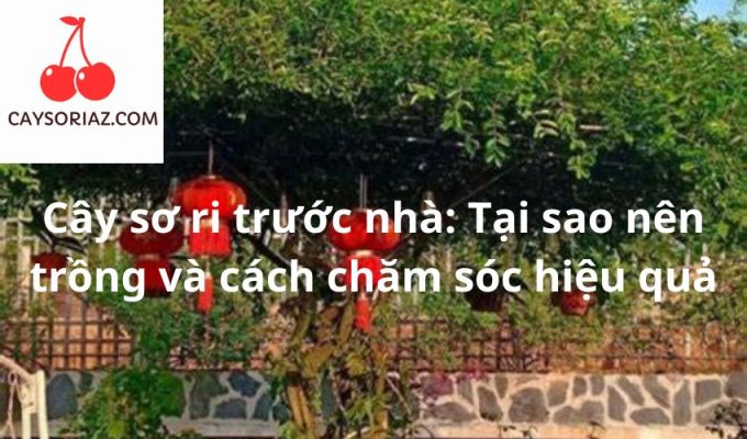 Cây sơ ri trước nhà: Tại sao nên trồng và cách chăm sóc hiệu quả