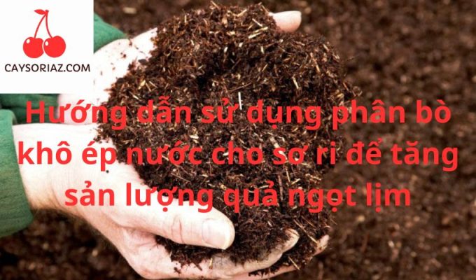 Hướng dẫn sử dụng phân bò khô ép nước cho sơ ri để tăng sản lượng quả ngọt lịm