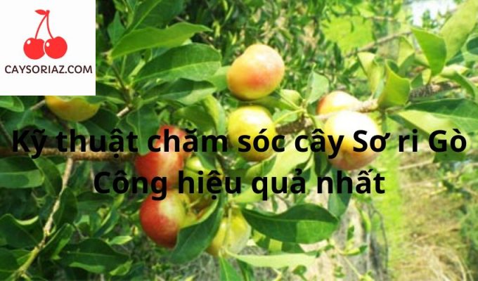 Kỹ thuật chăm sóc cây Sơ ri Gò Công hiệu quả nhất