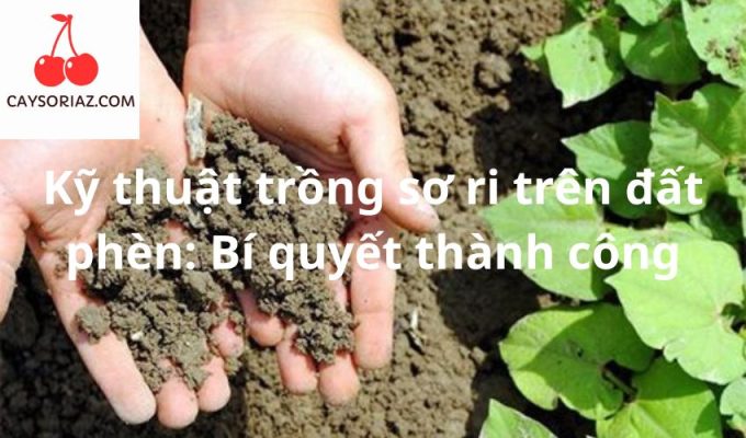 Kỹ thuật trồng sơ ri trên đất phèn: Bí quyết thành công