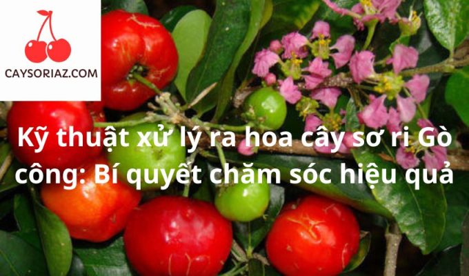 Kỹ thuật xử lý ra hoa cây sơ ri Gò công: Bí quyết chăm sóc hiệu quả