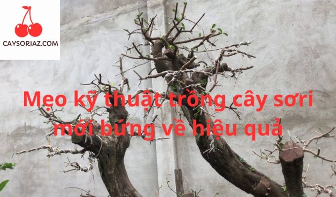 Mẹo kỹ thuật trồng cây sơri mới bứng về hiệu quả