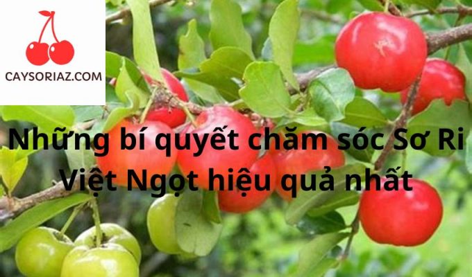 Những bí quyết chăm sóc Sơ Ri Việt Ngọt hiệu quả nhất