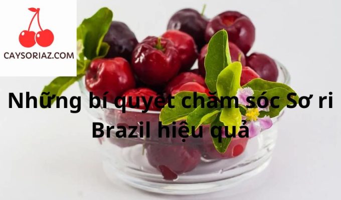 Những bí quyết chăm sóc Sơ ri Brazil hiệu quả