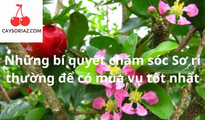 Những bí quyết chăm sóc Sơ ri thường để có mùa vụ tốt nhất