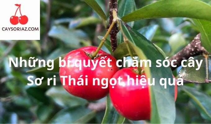 Những bí quyết chăm sóc cây Sơ ri Thái ngọt hiệu quả