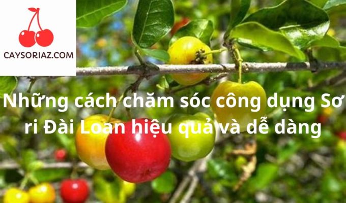 Những cách chăm sóc công dụng Sơ ri Đài Loan hiệu quả và dễ dàng