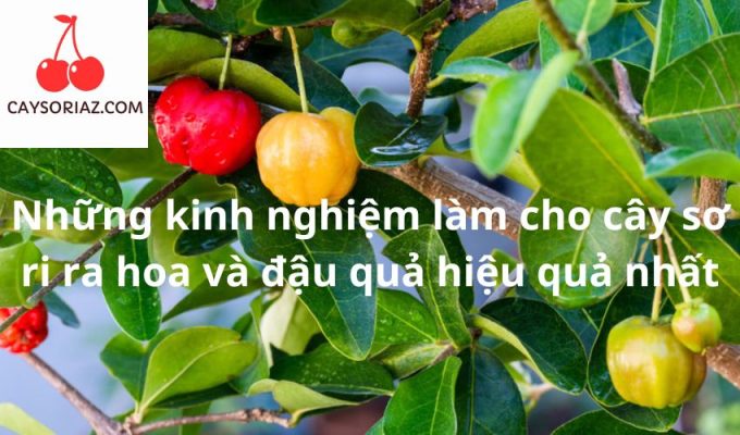 Những kinh nghiệm làm cho cây sơ ri ra hoa và đậu quả hiệu quả nhất