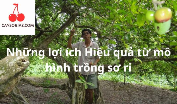 Những lợi ích Hiệu quả từ mô hình trồng sơ ri