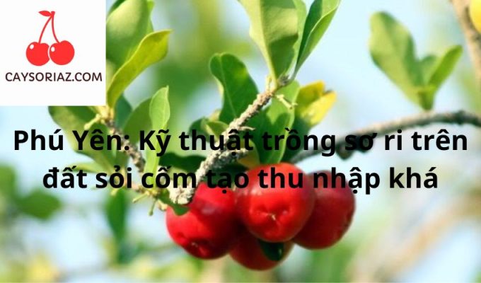 Phú Yên: Kỹ thuật trồng sơ ri trên đất sỏi cốm tạo thu nhập khá