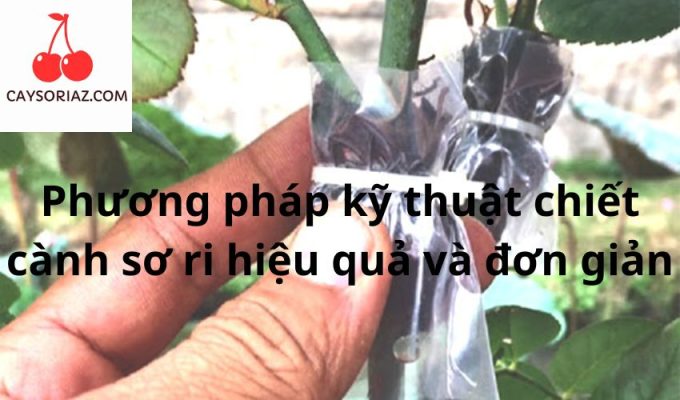 Phương pháp kỹ thuật chiết cành sơ ri hiệu quả và đơn giản