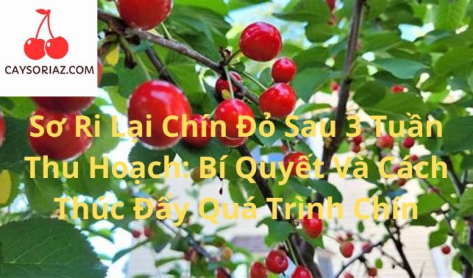 Sơ Ri Lại Chín Đỏ Sau 3 Tuần Thu Hoạch: Bí Quyết Và Cách Thúc Đẩy Quá Trình Chín