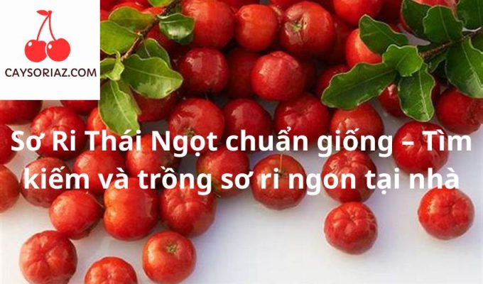 Sơ Ri Thái Ngọt chuẩn giống – Tìm kiếm và trồng sơ ri ngon tại nhà