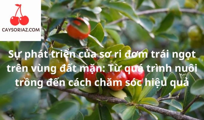 Sự phát triển của sơ ri đơm trái ngọt trên vùng đất mặn: Từ quá trình nuôi trồng đến cách chăm sóc hiệu quả