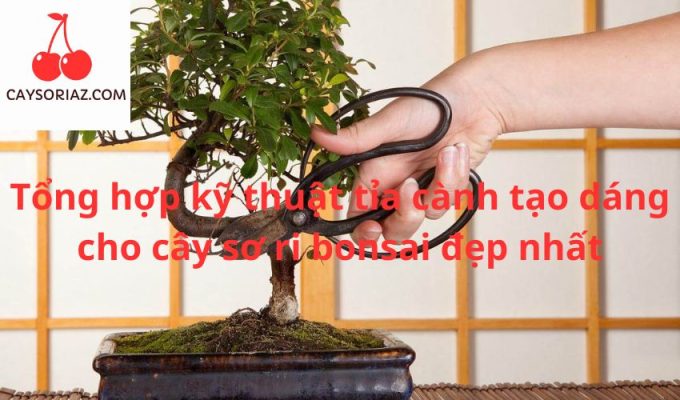 Tổng hợp kỹ thuật tỉa cành tạo dáng cho cây sơ ri bonsai đẹp nhất