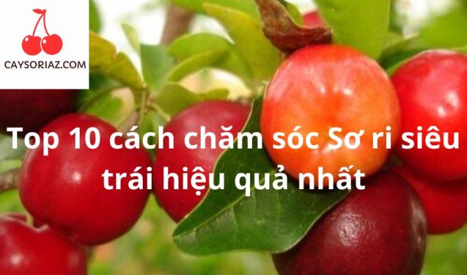 Top 10 cách chăm sóc Sơ ri siêu trái hiệu quả nhất