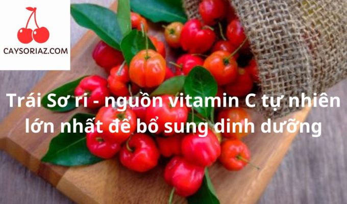 Trái Sơ ri - nguồn vitamin C tự nhiên lớn nhất để bổ sung dinh dưỡng