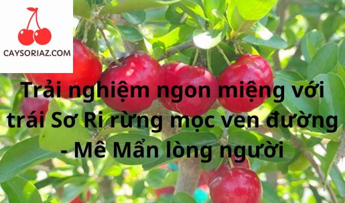 Trải nghiệm ngon miệng với trái Sơ Ri rừng mọc ven đường - Mê Mẩn lòng người